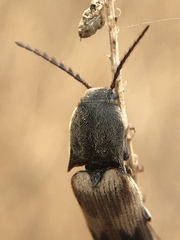 Megapenthes turbulentus