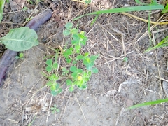 Medicago lupulina
