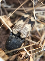 Megapenthes turbulentus