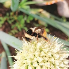 Bombus sichelii