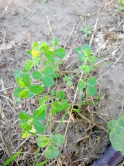 Medicago lupulina