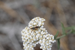 Rhynocoris ventralis