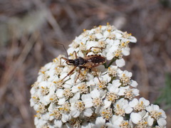 Rhynocoris ventralis