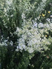Galium mollugo