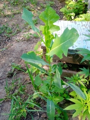 Lactuca serriola