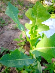 Lactuca serriola