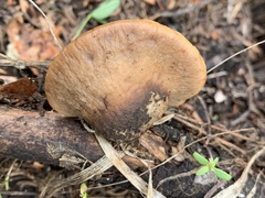 Lentinellus montanus