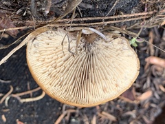 Lentinellus montanus