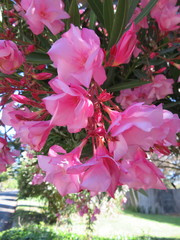 Nerium oleander