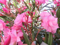 Nerium oleander