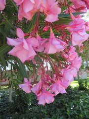 Nerium oleander