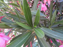 Nerium oleander
