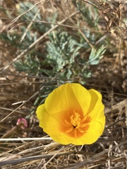 Eschscholzia californica maritima