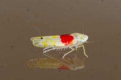 Eratoneura osborni
