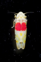 Eratoneura osborni