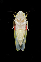 Eratoneura osborni
