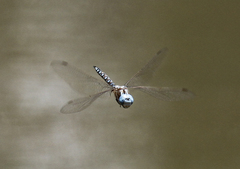 Rhionaeschna multicolor