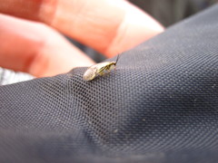 Climacia