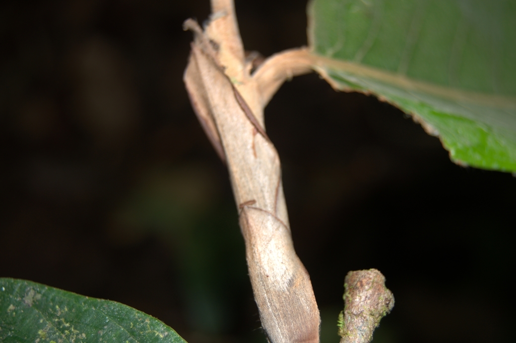 Licania corniculata