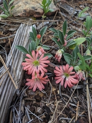 Silene salmonacea