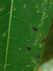 Procontarinia matteiana