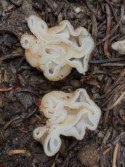 Hydnotrya variiformis