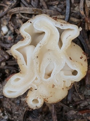 Hydnotrya variiformis