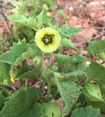 Physalis heterophylla