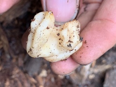 Hydnotrya variiformis