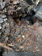 Hydnotrya variiformis