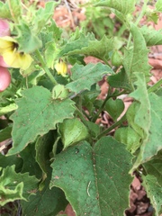 Physalis heterophylla