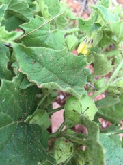 Physalis heterophylla