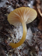 Chromosera