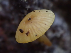 Chromosera