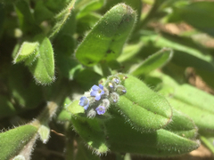 Myosotis stricta
