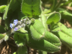 Myosotis stricta