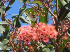 Eucalyptus blakelyi