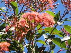 Eucalyptus blakelyi