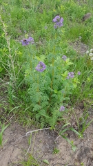 Phacelia franklinii