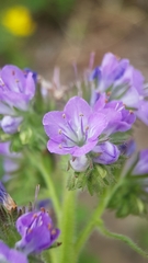 Phacelia franklinii