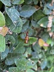 Micrathena swainsoni