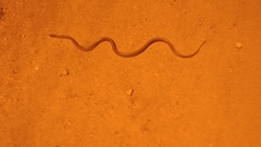 Coelognathus helena