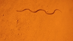 Coelognathus helena