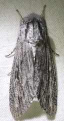 Acronicta lanceolaria