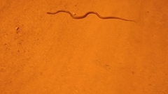 Coelognathus helena