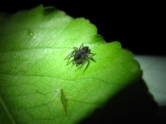 Hamataliwa grisea
