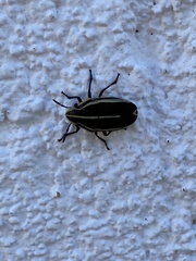 Agonosoma flavolineatum