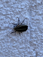 Agonosoma flavolineatum