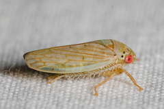 Polana quadrinotata