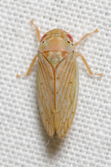 Polana quadrinotata